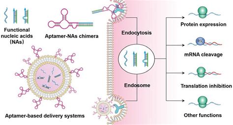 中科院杭州医学研究所核酸分子医学中心：基于核酸适体的功能性核酸靶向递送 X Mol资讯