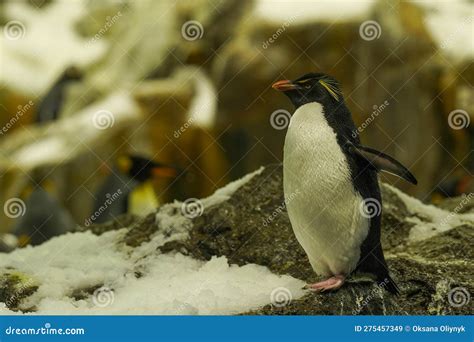 A Wise Old King Penguin With Gray Eyebrows Looks Into The Distance