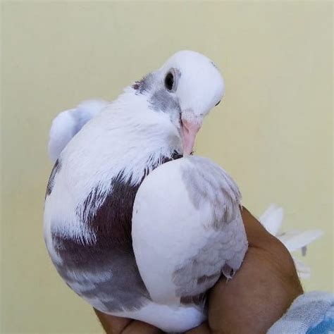 Navi Dakha Pigeons YouTube