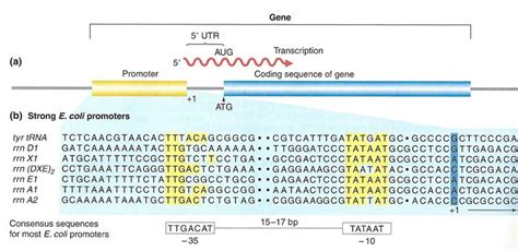 2017ss1lecture11 Biology Libretexts