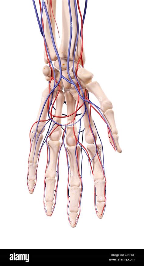 Hand Anatomy Illustration Hi Res Stock Photography And Images Alamy