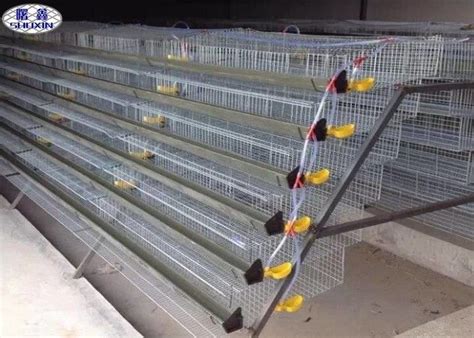 Galvanized Metal Quail Laying Cage , 6 Layers Wire Quail Laying Cages