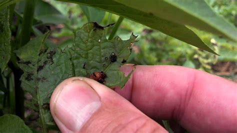 Organic Potato Beetle Control YouTube