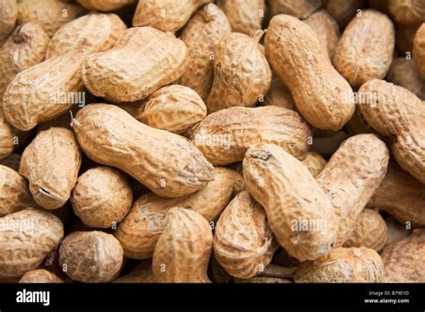 Peanut Or Groundnut Arachis Hypogaea Stock Photo Alamy