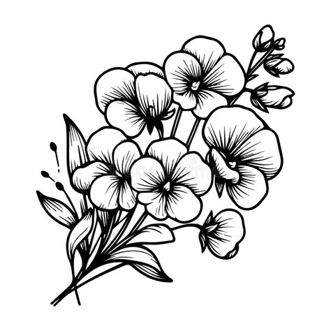 Sweet Pea Flower Drawing, Hand-drawn Flower with LeavesVector Sketch of Sweet Pea Flowers. Sweet ...