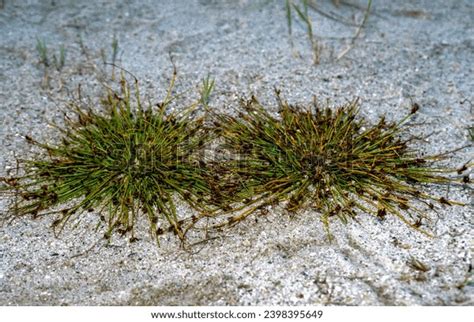 Saline Sandy Soil Images Stock Photos D Objects Vectors