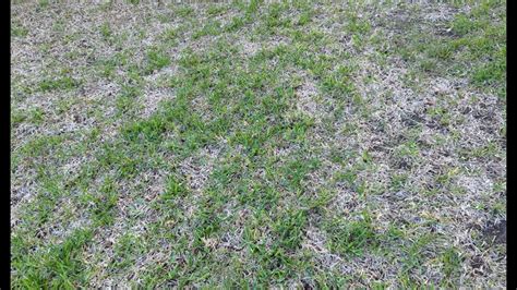 St Augustine Grass Disease Fungus Identification Tarr Take All Patch