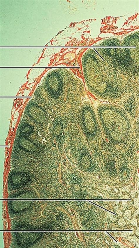 Structure Of A Lymph Node Diagram Quizlet