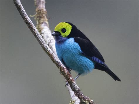 Paradise Tanager