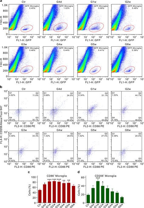 Dynamic Changes Of M Like And M Like Phenotype Microglia In Coh