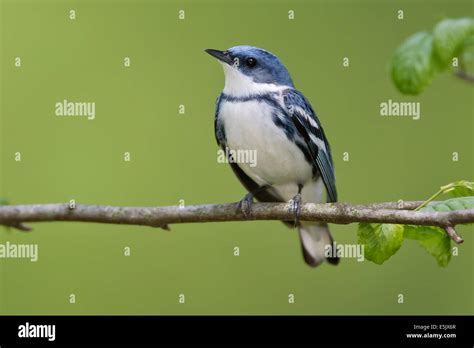 Cerulean Warbler Dendrica Cerulea Adult Male Breeding Stock Photo