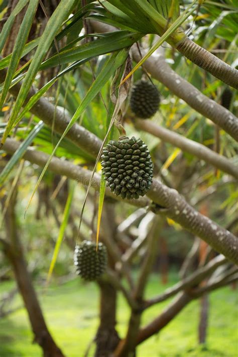 Pandanus Fruit on a Tree in the Garden. Stock Image - Image of fresh ...