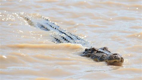 Missing Australian Fishermans Body Found In Crocodile Bbc News