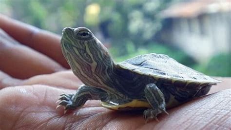 Funny Turtle Names - 250 Hilarious Ideas for Naming Your Pet Turtle ...