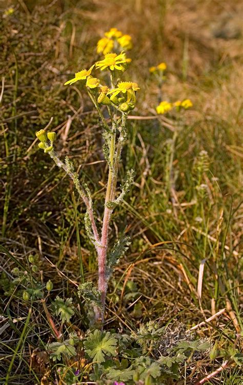 Vår brandbæger Senecio vernalis Frühlings greiskraut Eastern