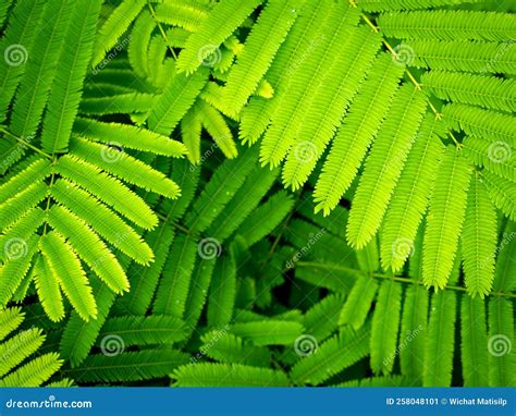 Cha Leaves Are Arranged In Row Stock Image Image Of Exotic Light