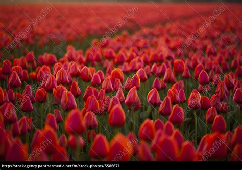 Rote Tulpen Hintergrund Lizenzfreies Bild Bildagentur