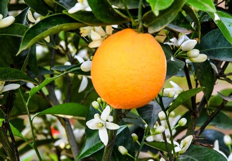 Citrus Sinensis Naranjo Dulce En Waste Magazine