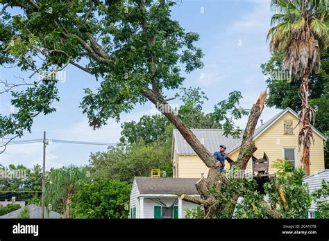 New Orleans Louisiana Usa 7 29 20202 Worker Cutting Down Pecan Tree With Chain Saw In Uptown