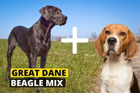 Beagle Great Dane Mix - Health, Skills, Personality - Beagle Care