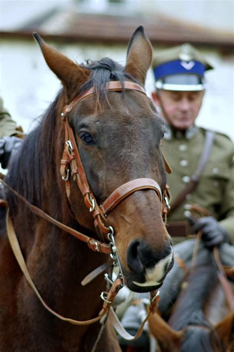 Horses Cavalry Soldier Bridle Bay The Horse Cavalryman Uniform