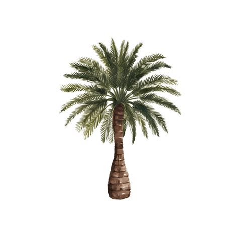 Sago Palm, Palm, Sago PNG Transparent Image and Clipart for Free Download
