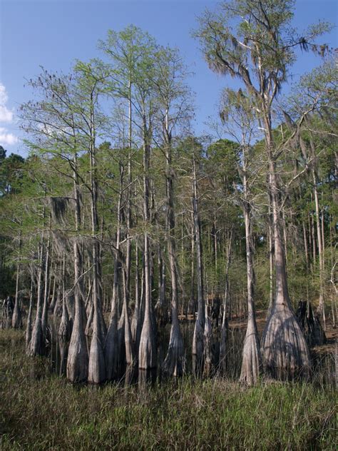 The Florida National Scenic Trail 2011: Sand Pond to Forgotten Creek
