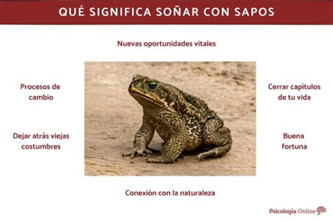 Qué significa soñar con sapos Interpretación de los sueños