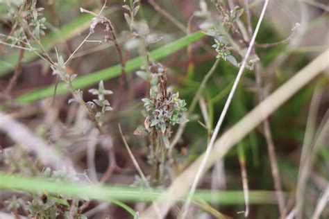 Curved Rice Flower From Truganina VIC 3029 Australia On April 27 2022