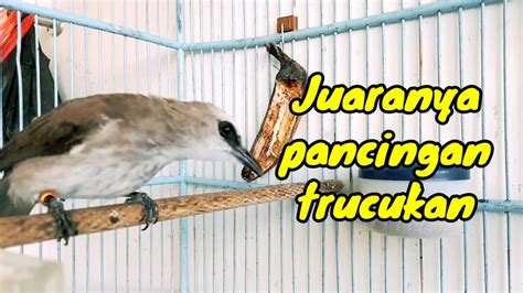 Trucuk Gacor Gak Mau Diam Sangat Dahsyat Buat Pancingan Trucuk Yg