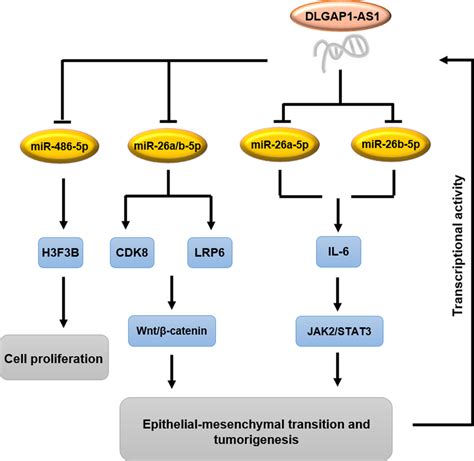 Molecular Mechanism Of Relation Between Mir A P Mir B P And