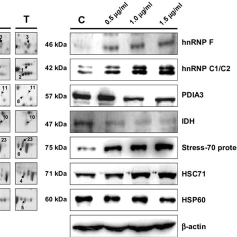 Western Blotting Analysis Of Hsp60 Stress 70 Protein Hsc71 Pdia3