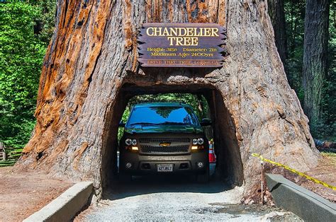 What And Where Is The Chandelier Tree Worldatlas
