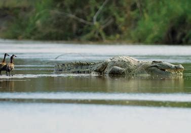 Gustave (crocodile) - Wikiwand