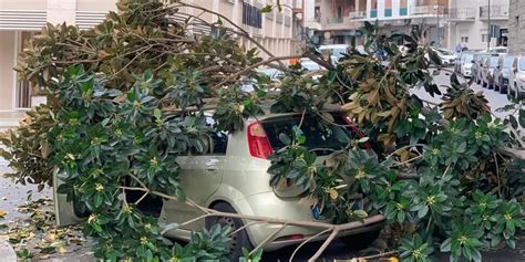 Albero Su Un Auto Nel Centro Di Reggio Tragedia Sfiorata Per I Due