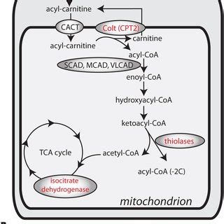 (A) Schematic representation of metabolic enzymes analyzed in this ...