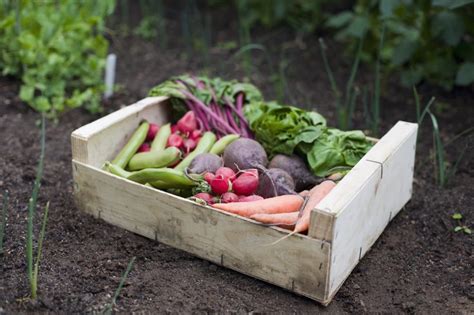 Is It Possible To Live Off Vegetables And Fruit From Your Garden All Year Round Country Life