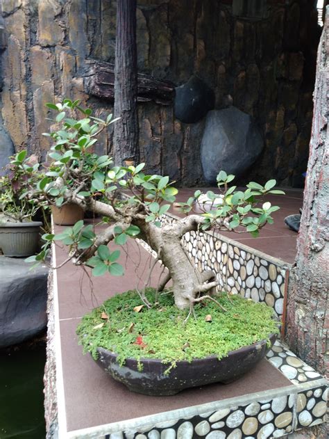 Tanaman Bonsai Beringin Korea Bonsai Mini Beringin Korea Beringin Lazada Indonesia