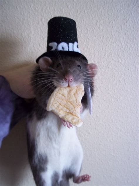 2016 New Years Rat Top Hat What Is Cute Fancy Rat Love Hat