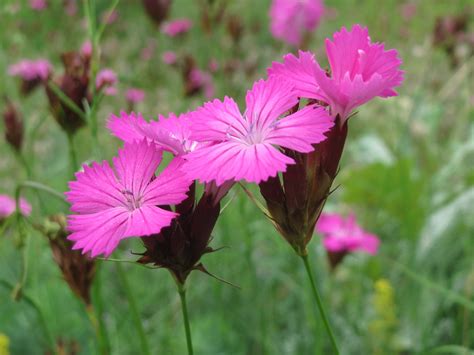 Dianthus carthusianorum Kartäusernelke Dianthus carthusia Flickr