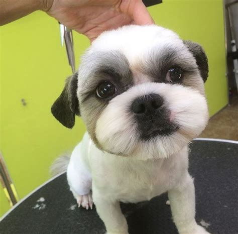 Top Popular Shih Tzu Haircuts Pictures Page Of The