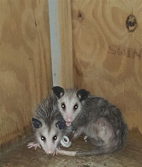 A Pair Of Baby Opossums Being Cared Forwild Whiskers Rescue And Rehab