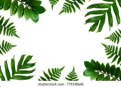 Tropical Green Leaf Frame Stock Photo Shutterstock