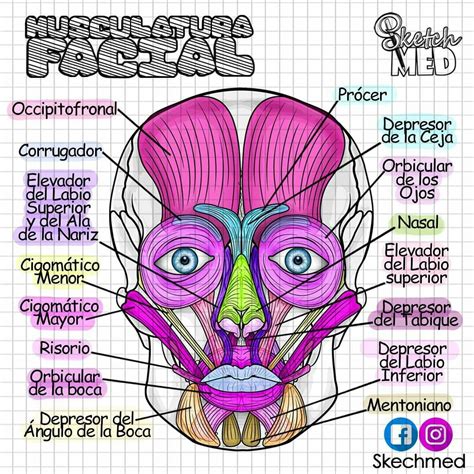 Diagrama De Los Musculos De La Cara