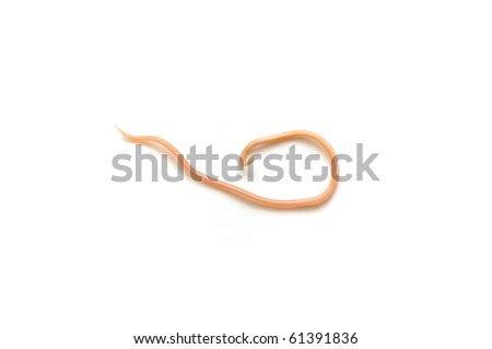 Free Lumbricoides Stock Photos Stockvault Net