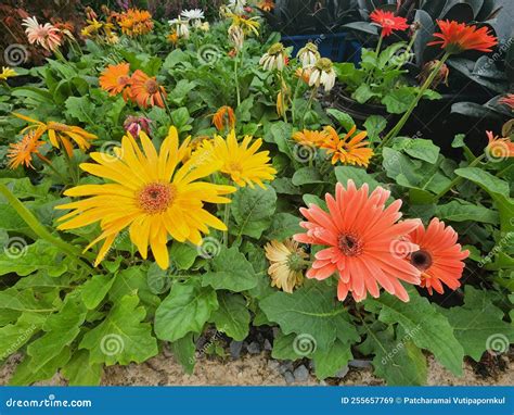 Gerbera Jamesonii Is A Beautiful Flowering Herbaceous Plant Stock