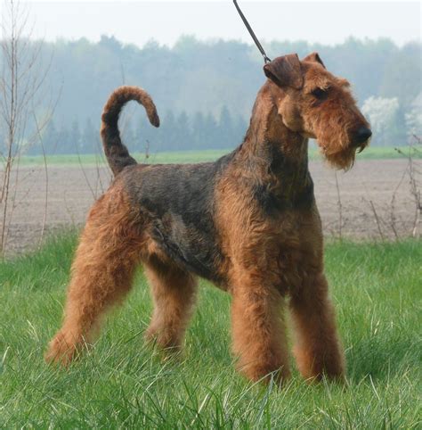 Airedale Terrier Puppies Rescue Pictures Information Temperament
