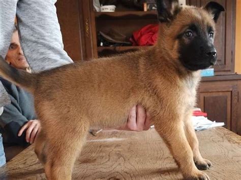 Chiots Berger Belge Malinois Lof Vendre Petite Annonce Chien