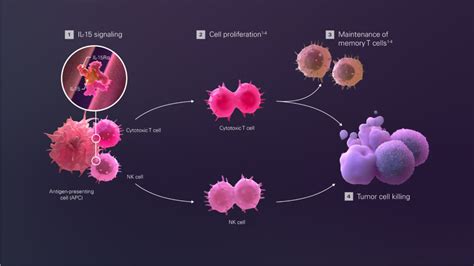 A New Way To Harness Natural Killer Cells For Cancer Immunotherapy Stat