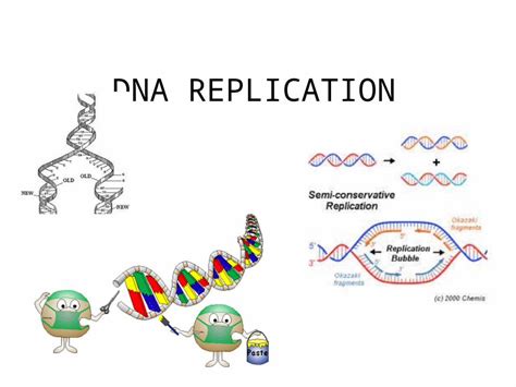 Ppt Dna Replication Dna Gyrase The Bacterial Enzyme That Relieves